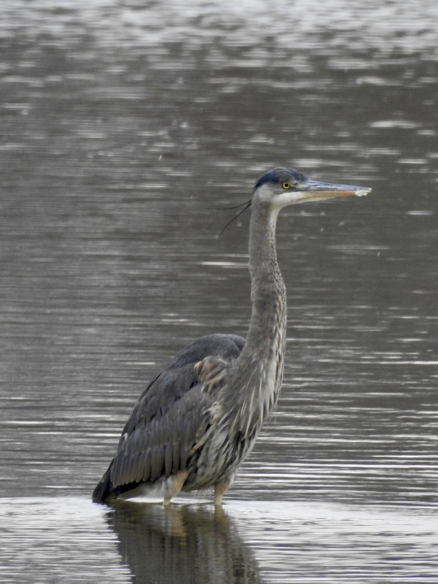 Great Blue Heron - ML646560000