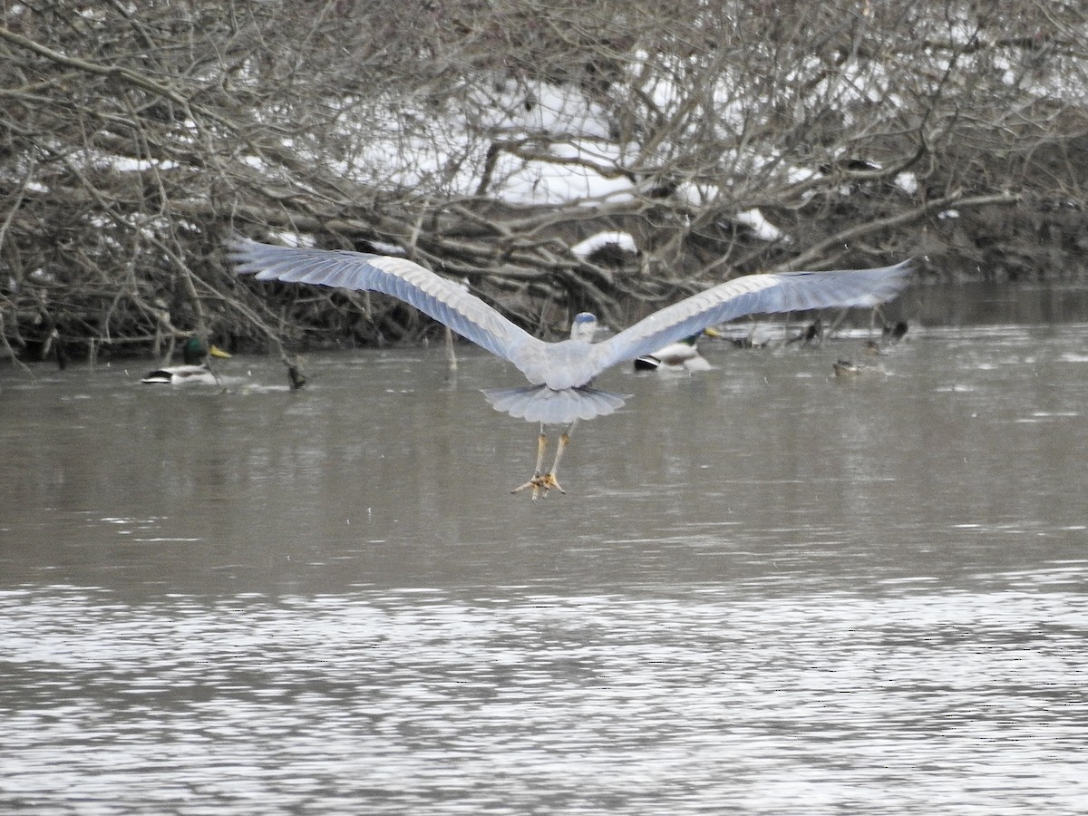 Great Blue Heron - ML646560001