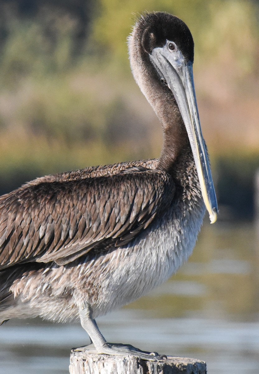 Brown Pelican - ML646560002