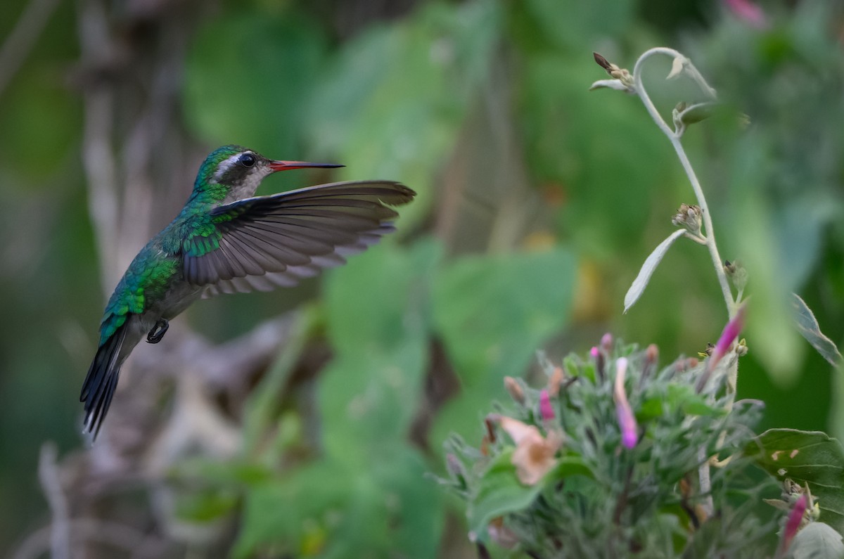 Canivet's Emerald - ML646560003