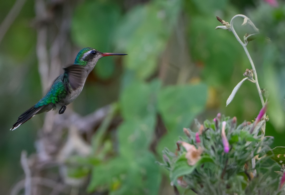 Canivet's Emerald - ML646560004
