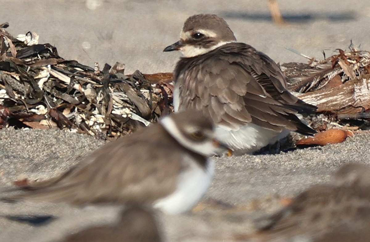 Txirritxo handia - ML646560005