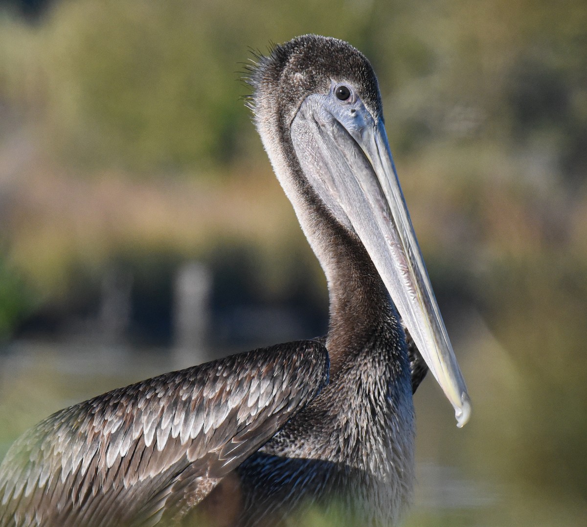 Brown Pelican - ML646560006