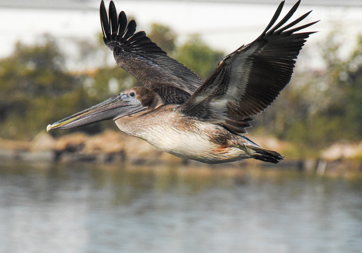 Brown Pelican - ML646560007