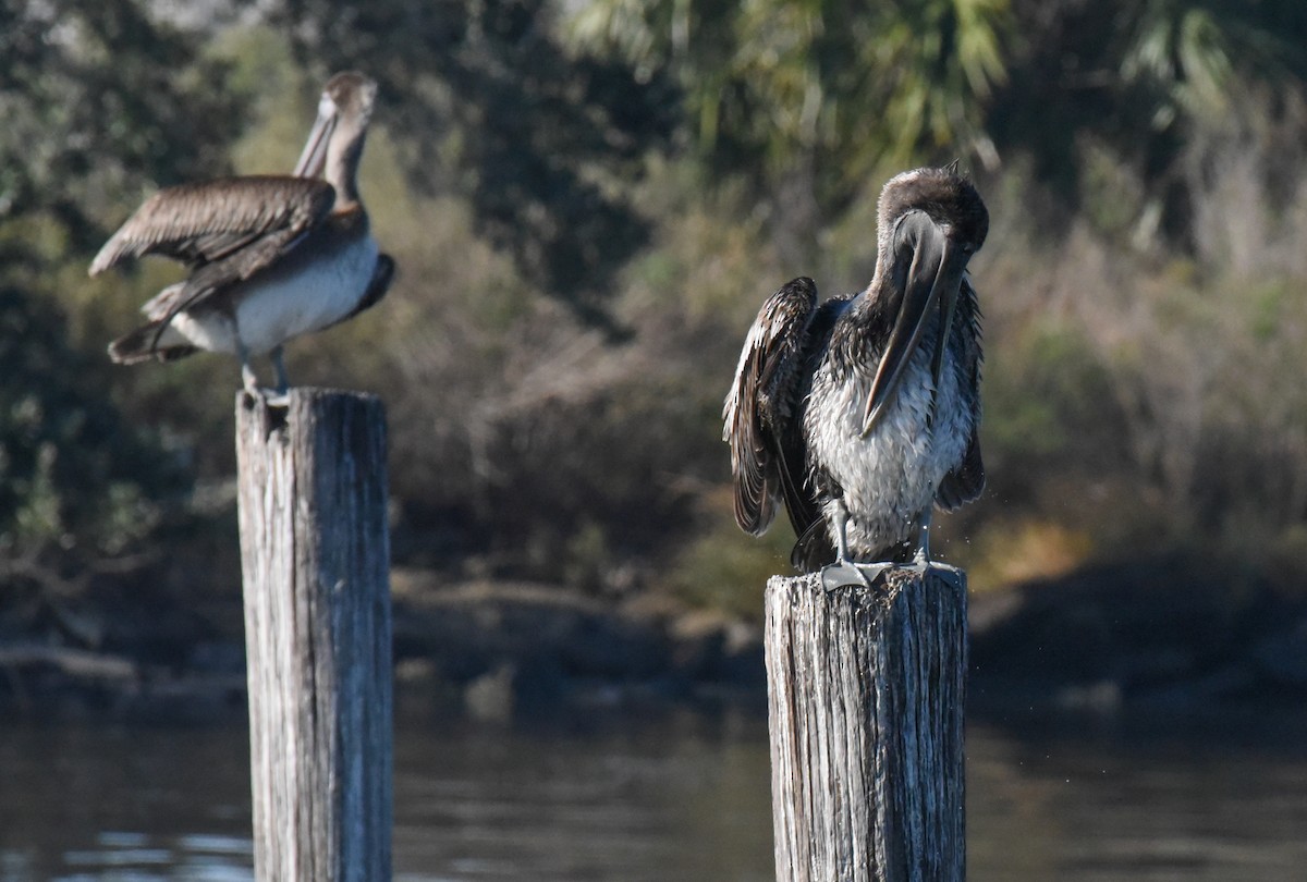 Brown Pelican - ML646560008