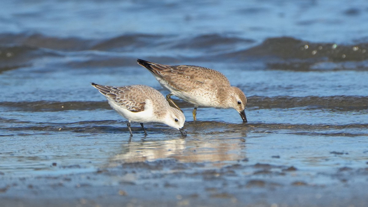 Sanderling - ML646560009