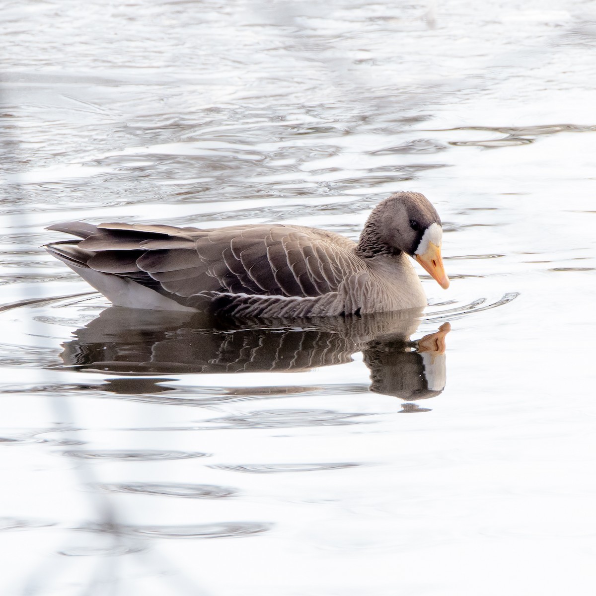 Greater White-fronted Goose - ML646560012