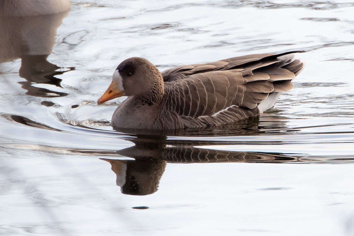Greater White-fronted Goose - ML646560013