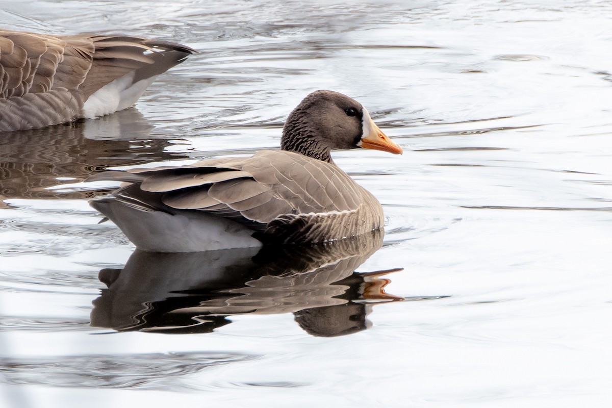 Greater White-fronted Goose - ML646560014