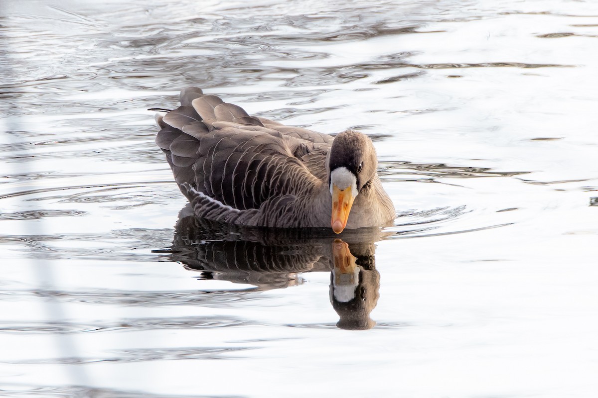 Oca lombardella - ML646560015