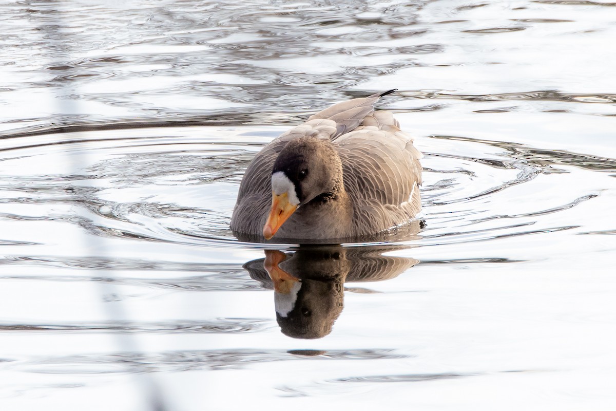 Greater White-fronted Goose - ML646560016
