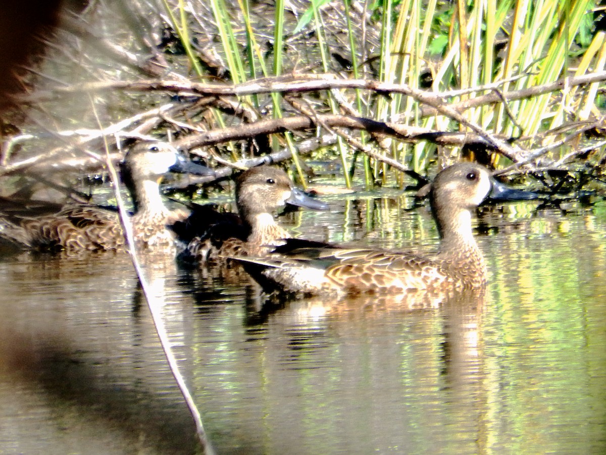 Чирянка блакитнокрила - ML646560017