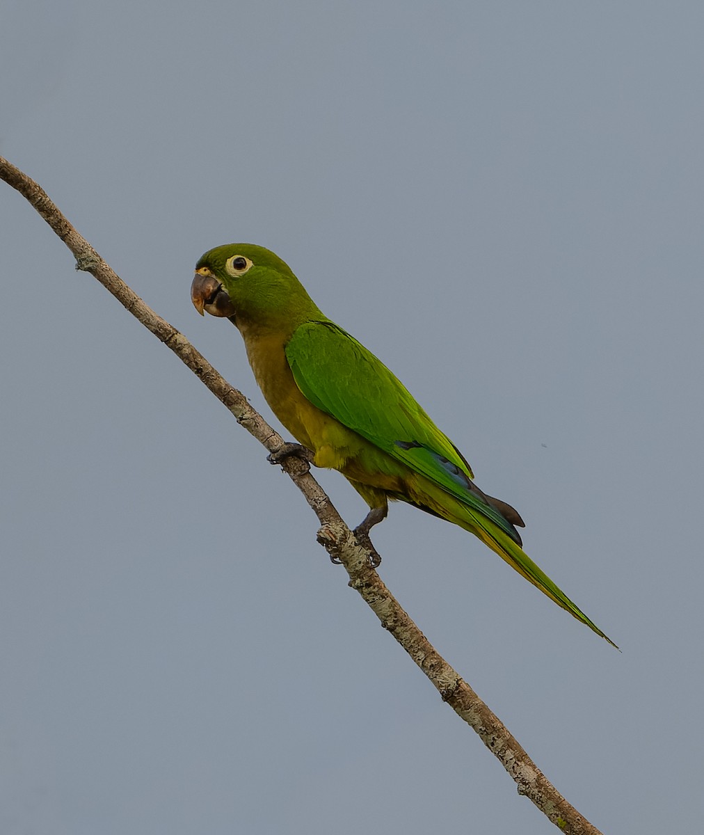 Olive-throated Parakeet - ML646560018