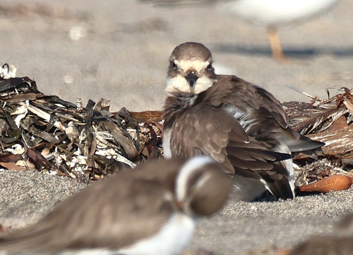 Txirritxo handia - ML646560019