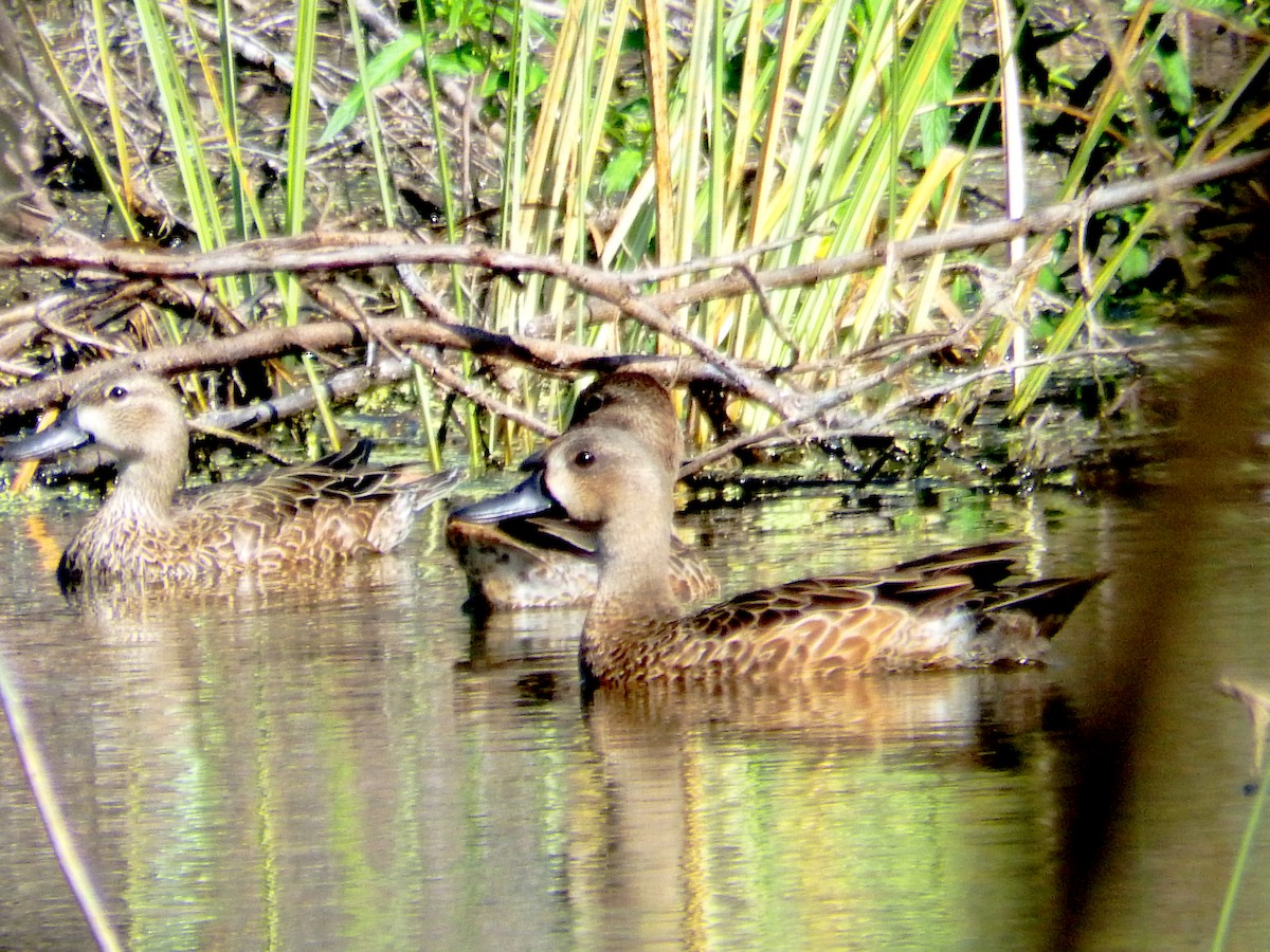 Чирянка блакитнокрила - ML646560020