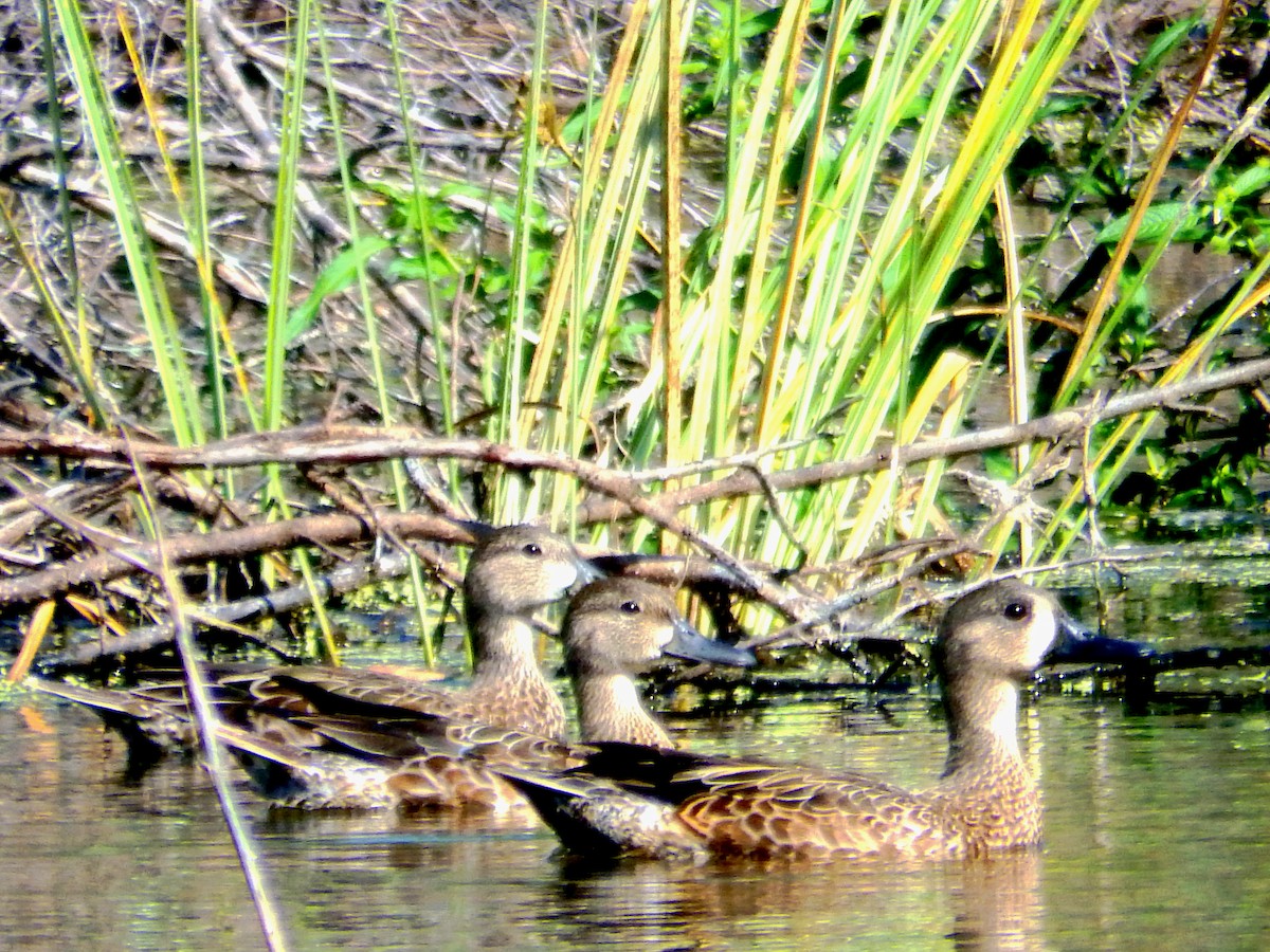 Чирянка блакитнокрила - ML646560021