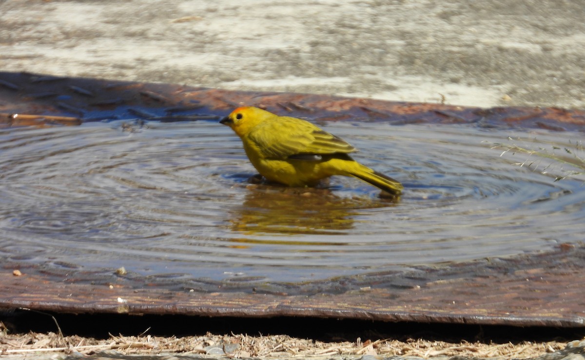 Saffron Finch - ML646560022