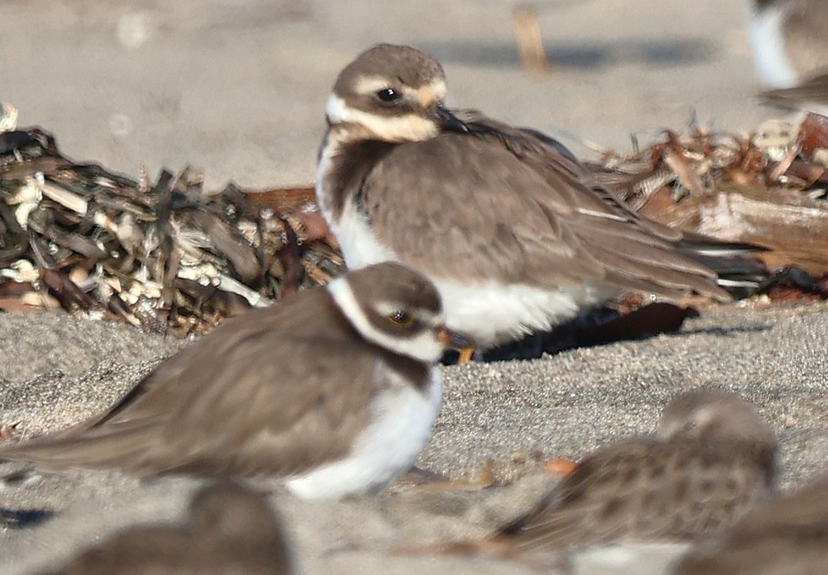 Txirritxo handia - ML646560023