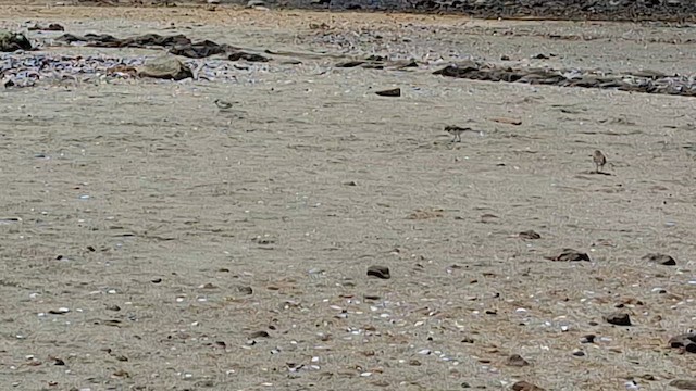 Semipalmated Sandpiper - ML646560024