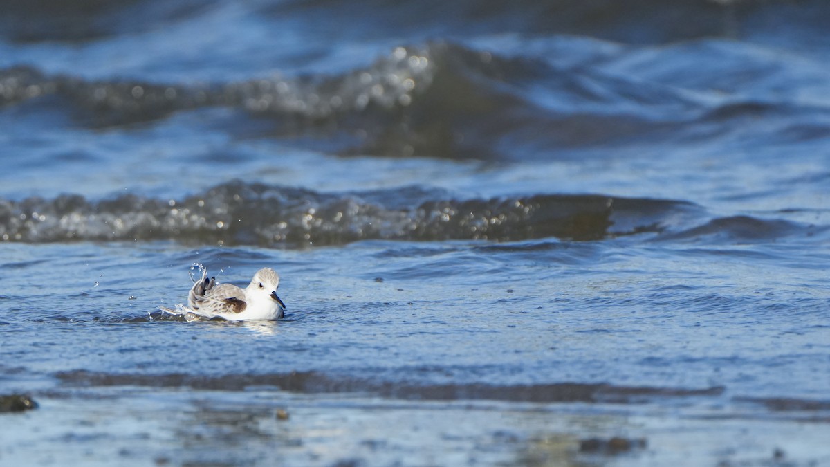 Sanderling - ML646560027