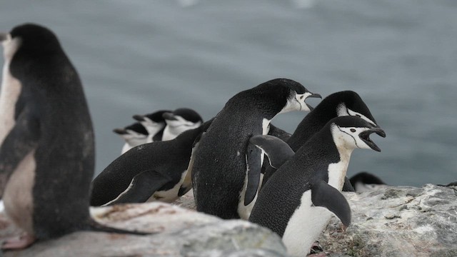 Chinstrap Penguin - ML646560029
