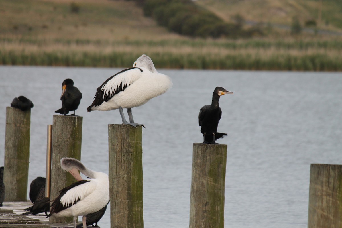 Australian Pelican - ML646560030