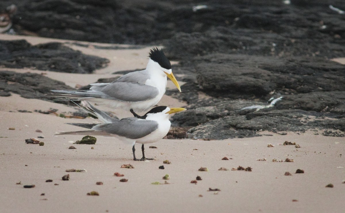 Great Crested Tern - ML646560031