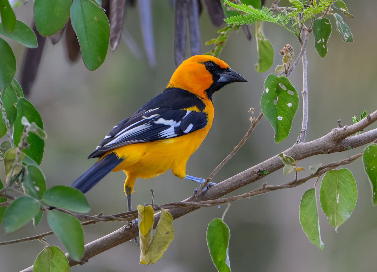 Altamira Oriole - ML646560033