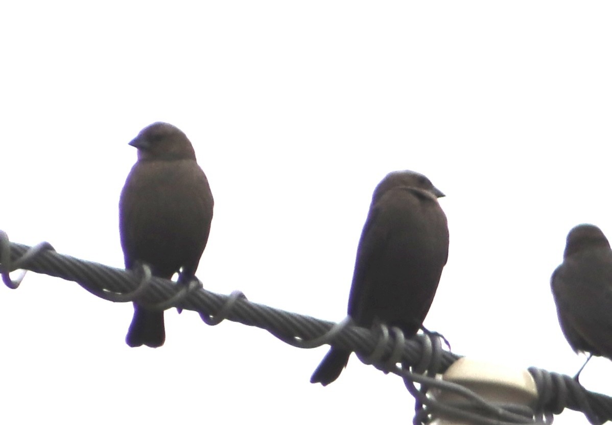 Brown-headed Cowbird - ML646560034