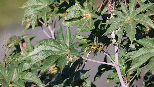 Palm Warbler - ML646560035