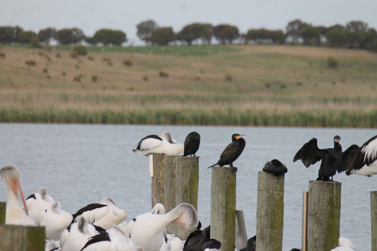 Australian Pelican - ML646560036