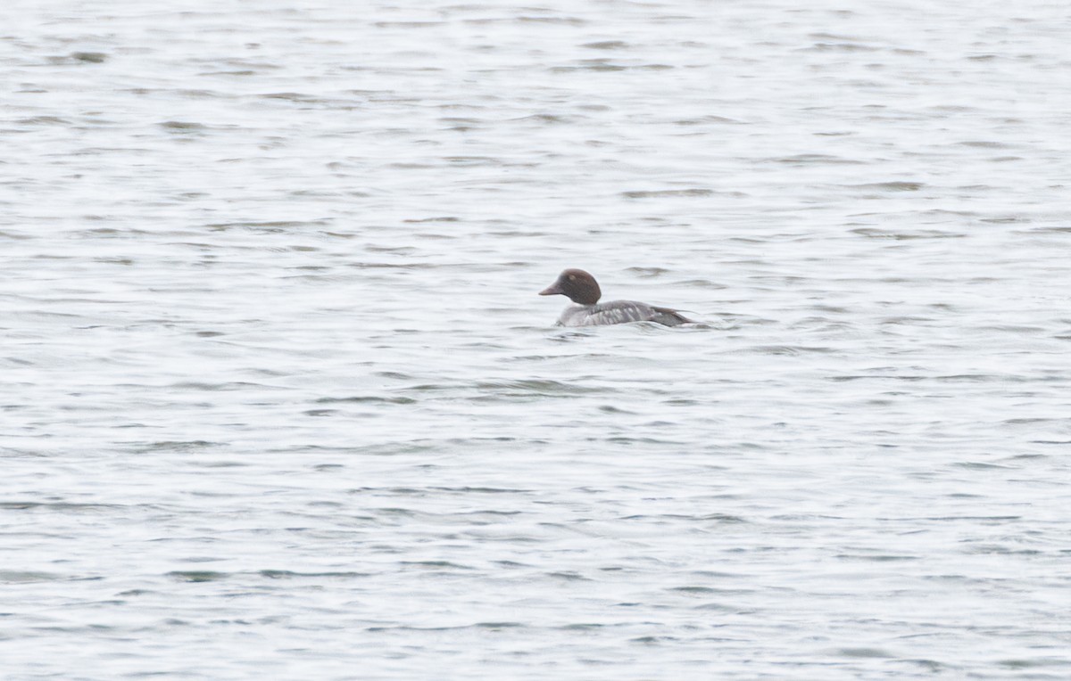 Quattrocchi - ML646560040