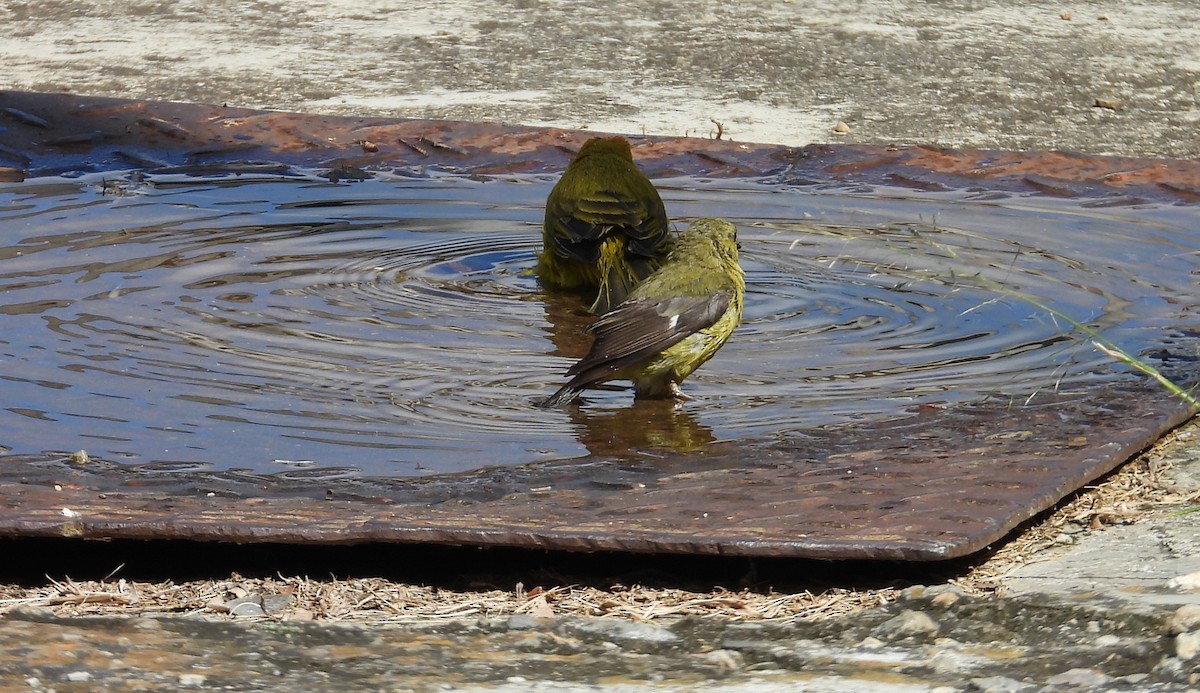 Lesser Goldfinch - ML646560041