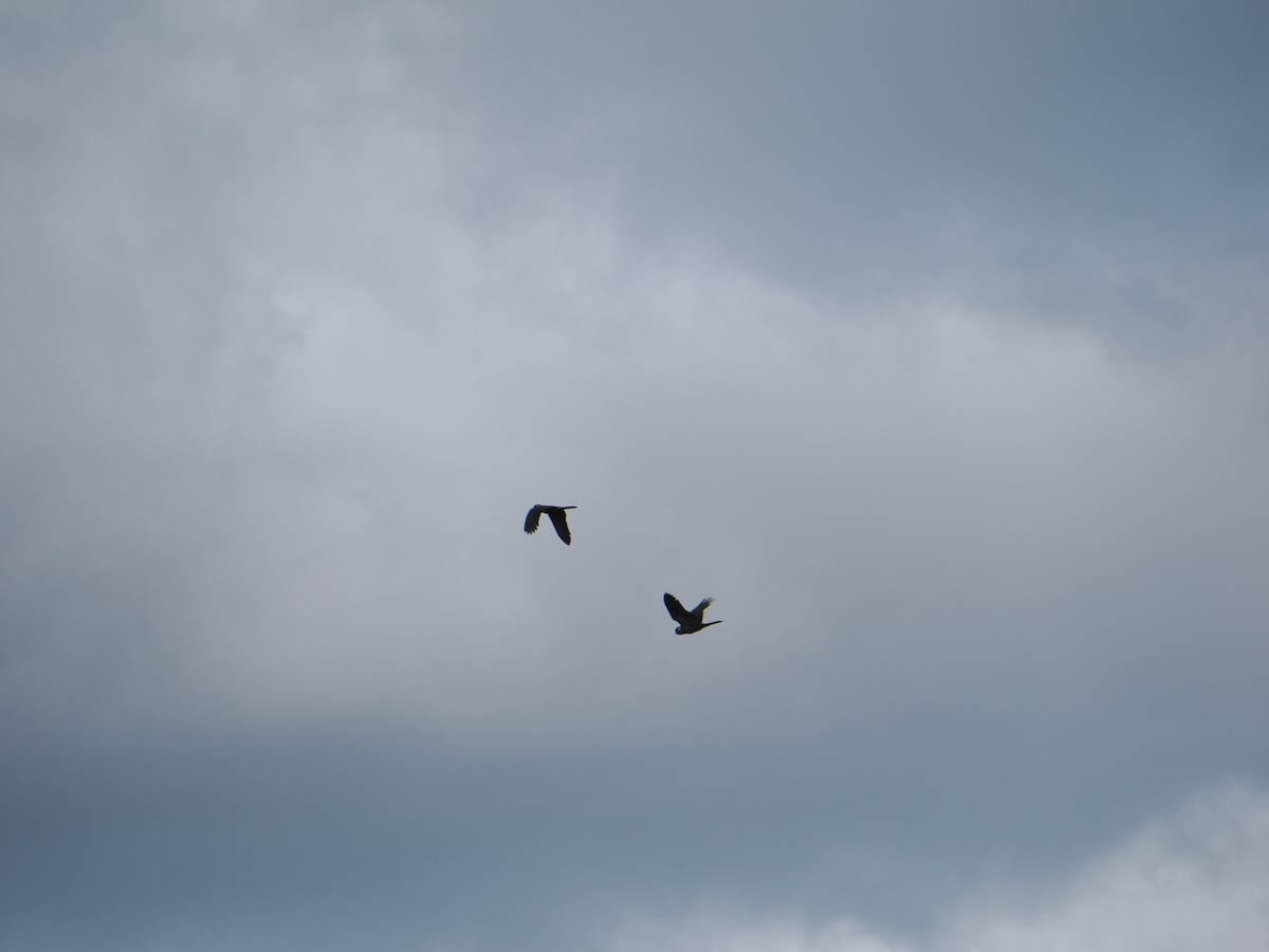 Sarı Kuyruklu Kakadu - ML646560042