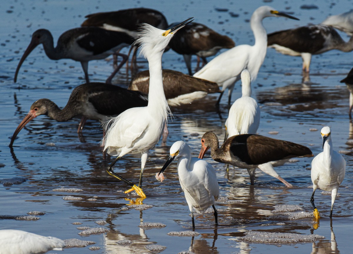 Snowy Egret - ML646560045
