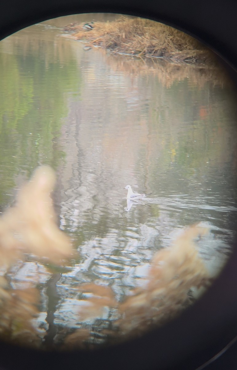 Bonaparte's Gull - ML646560046