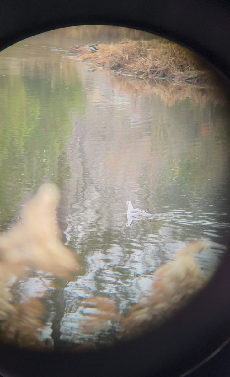 Bonaparte's Gull - ML646560047