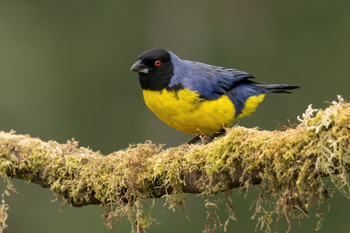 Hooded Mountain Tanager - ML646560048