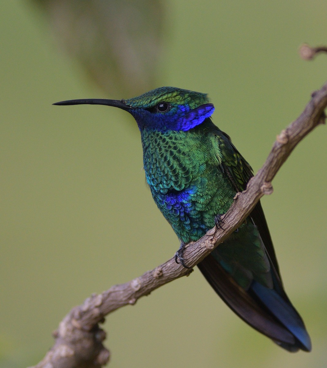 Колібрі синьочеревий - ML646560050