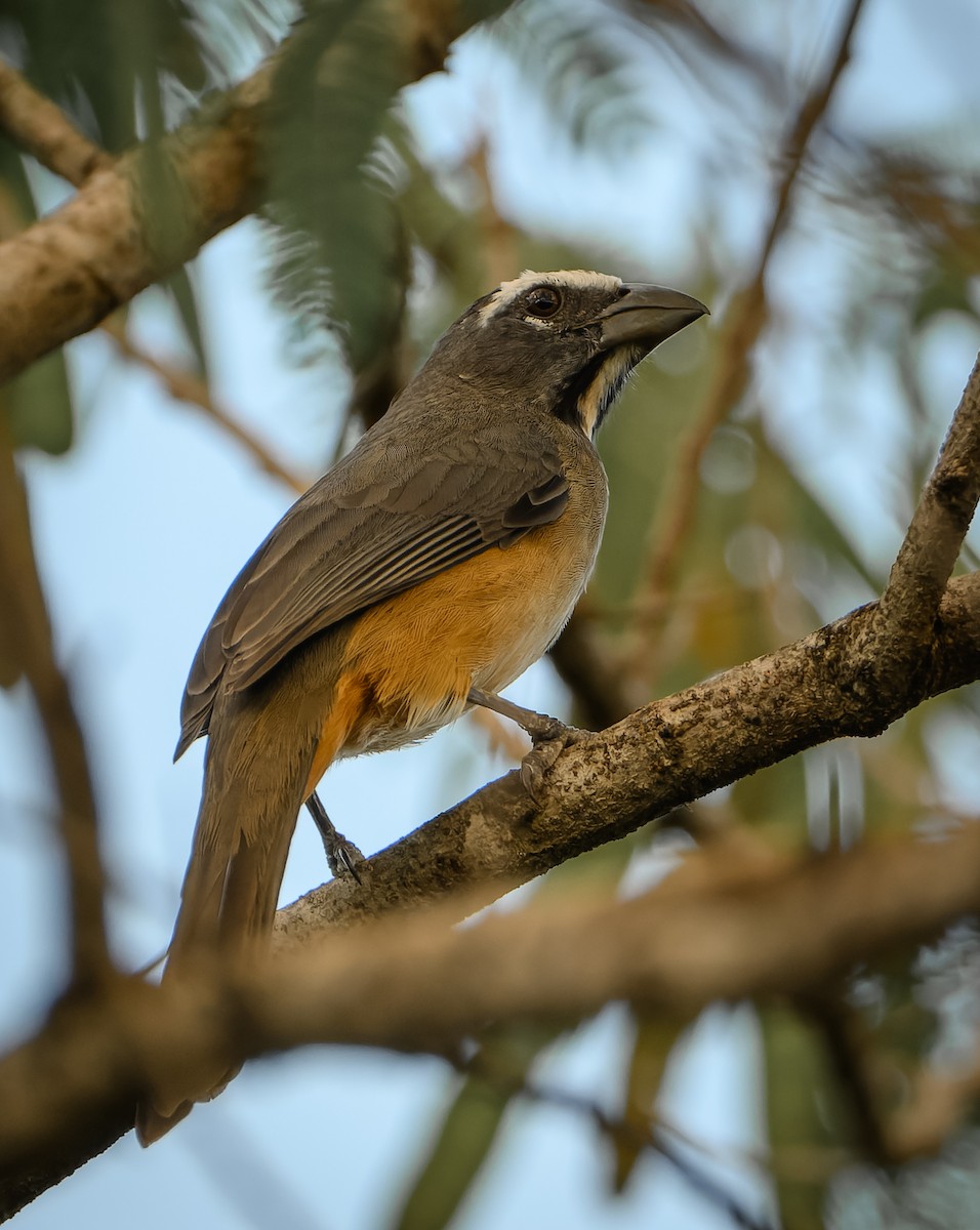 kanelbuksaltator - ML646560051