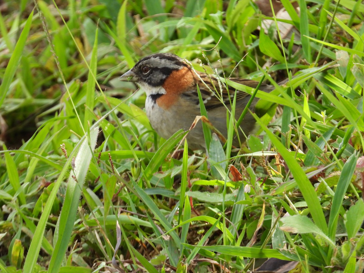 Morgenammer - ML646560052