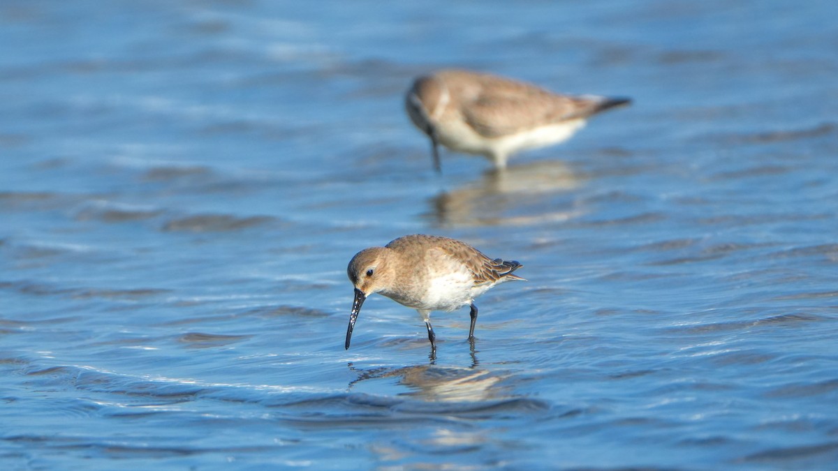Dunlin - ML646560054