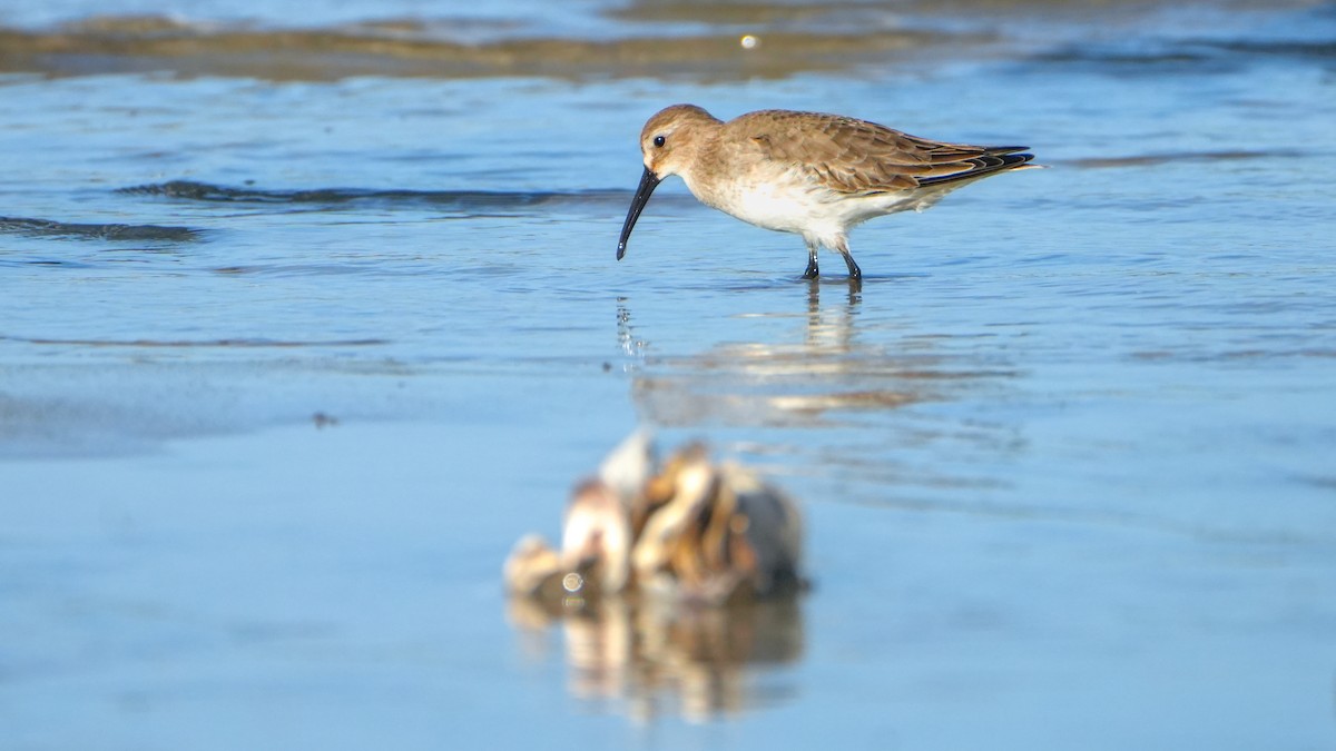 Dunlin - ML646560055