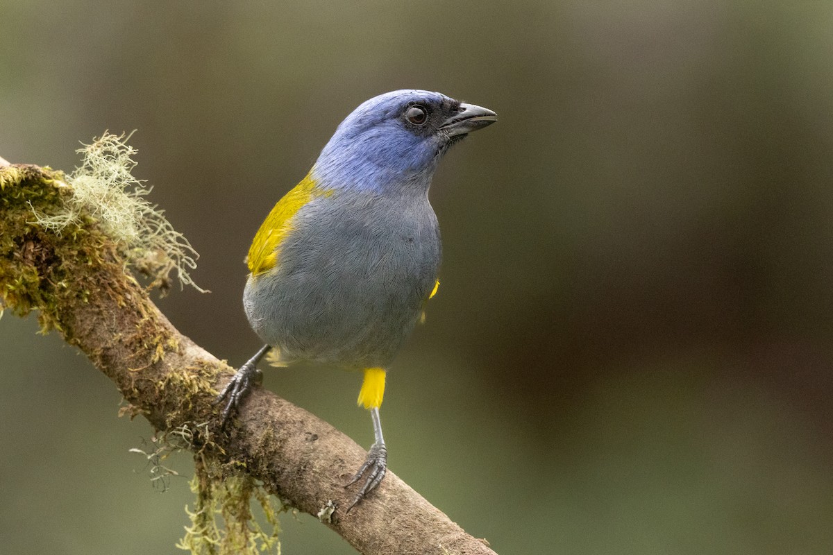 Blue-capped Tanager - ML646560056