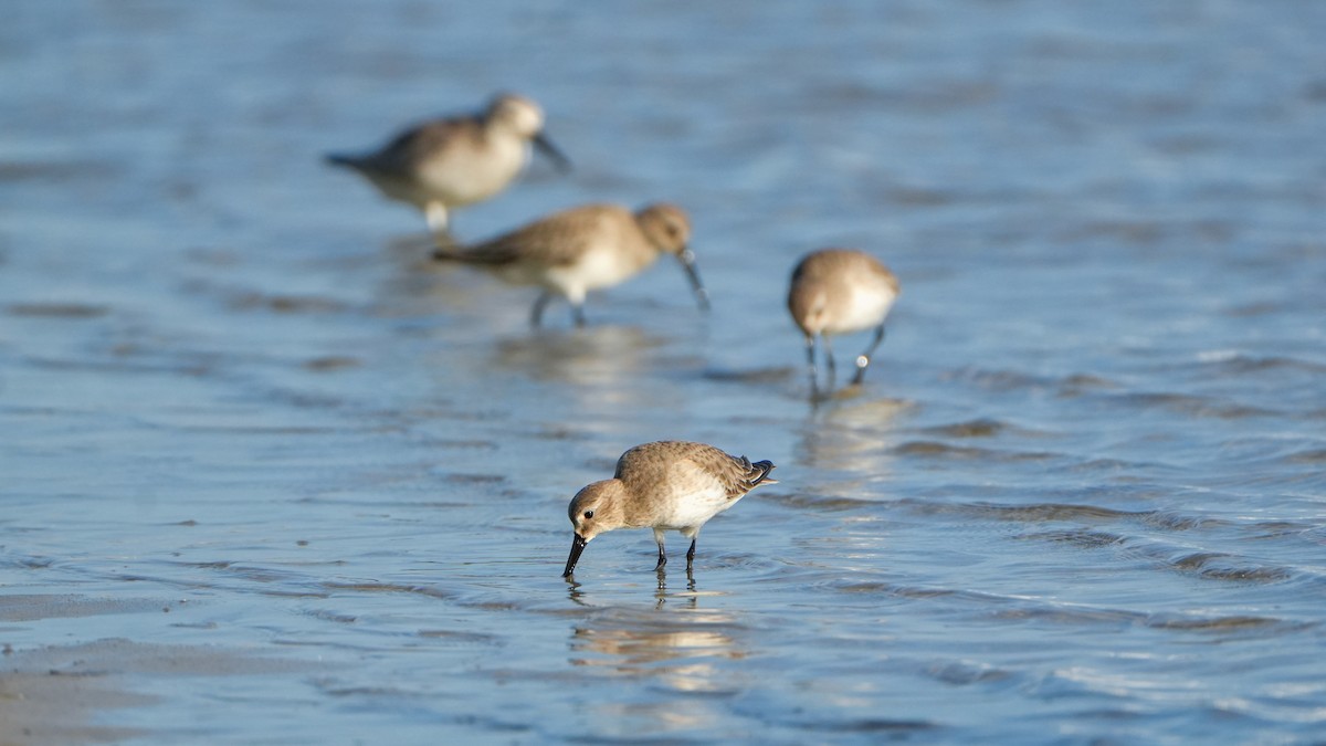 Dunlin - ML646560058