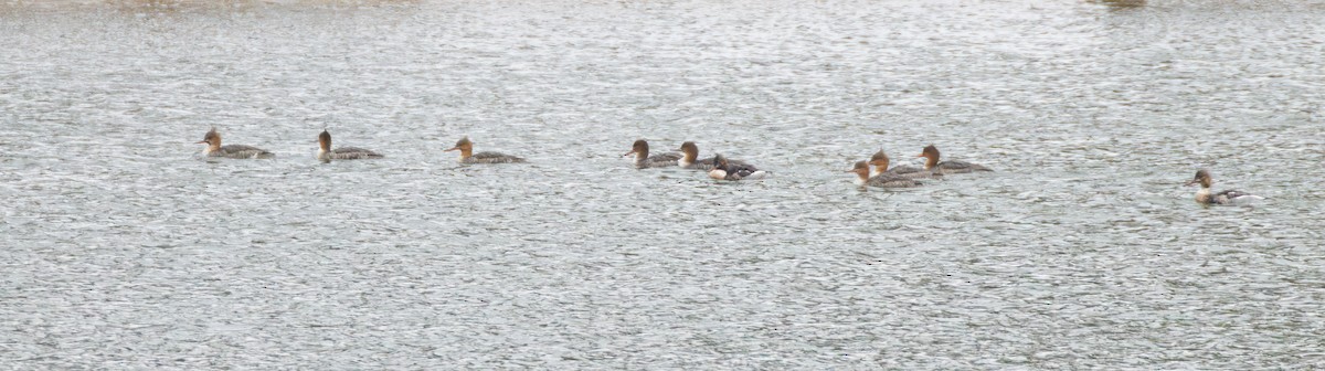 Smergo minore - ML646560059