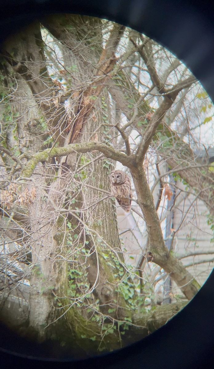 Barred Owl - ML646560060