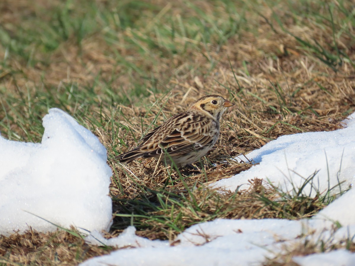 Lapland Longspur - ML646560064