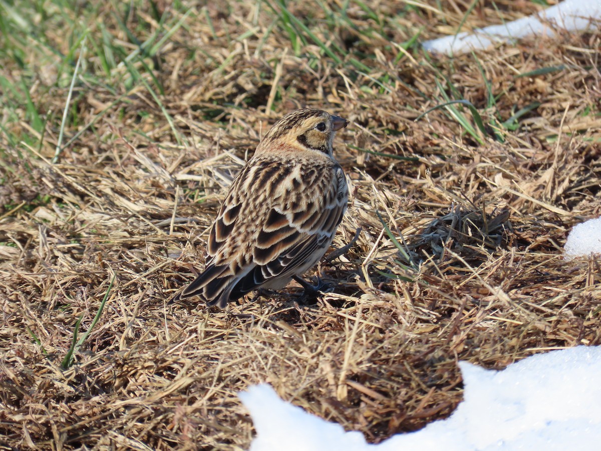 Lapland Longspur - ML646560066