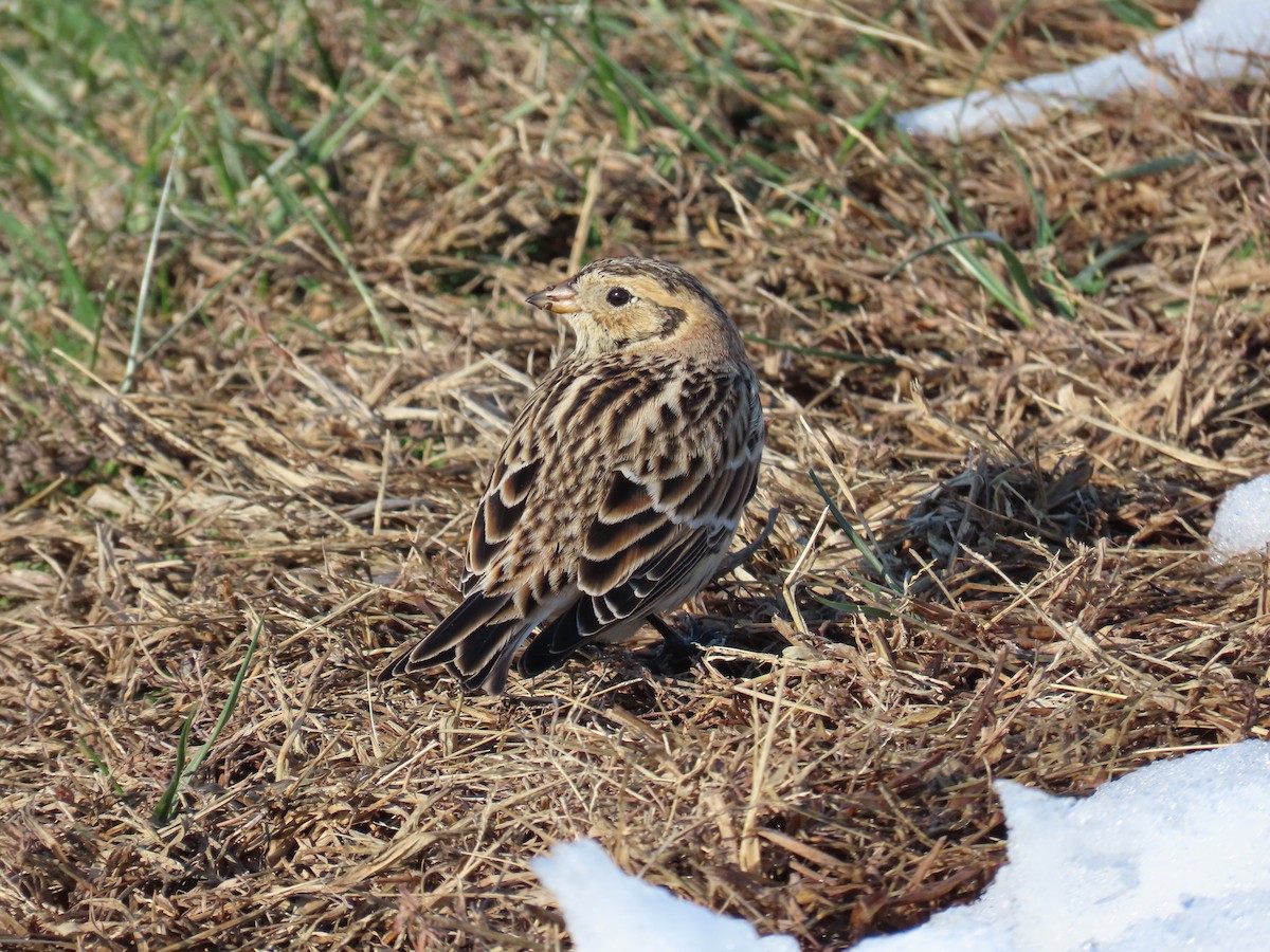 Lapland Longspur - ML646560067